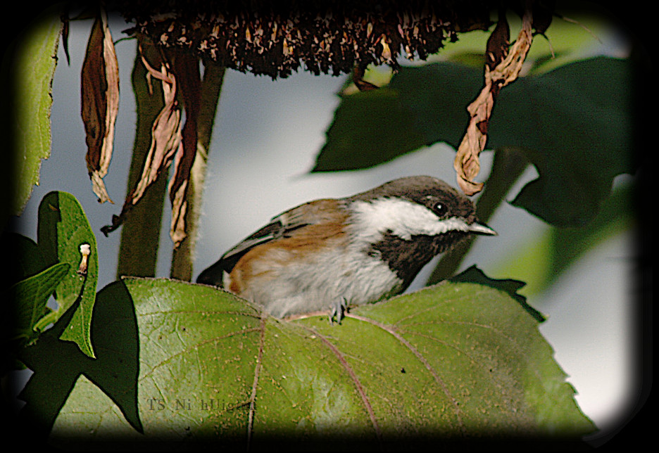 Adorable little Chestnut-backed Chickadee (Poecile rufescens) on a Sunflower photograph by TS Ni hUiginn