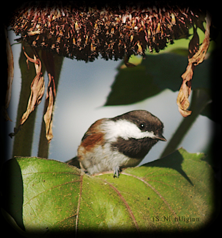 Adorable little Chestnut-backed Chickadee (Poecile rufescens) on a Sunflower photograph by TS Ni hUiginn