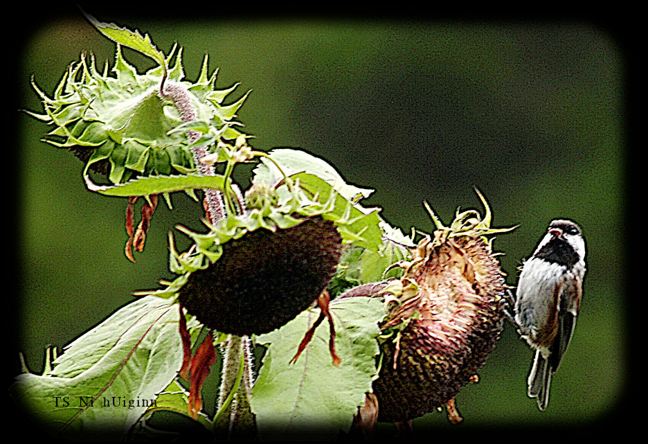 Adorable little Chestnut-backed Chickadee (Poecile rufescens) on a Sunflower photograph by TS Ni hUiginn